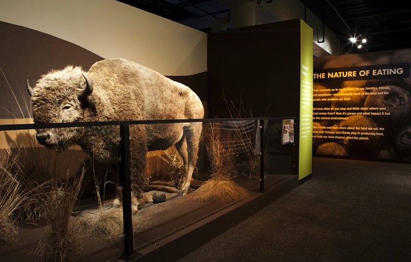 Bison at "Food: The Nature of Eating"