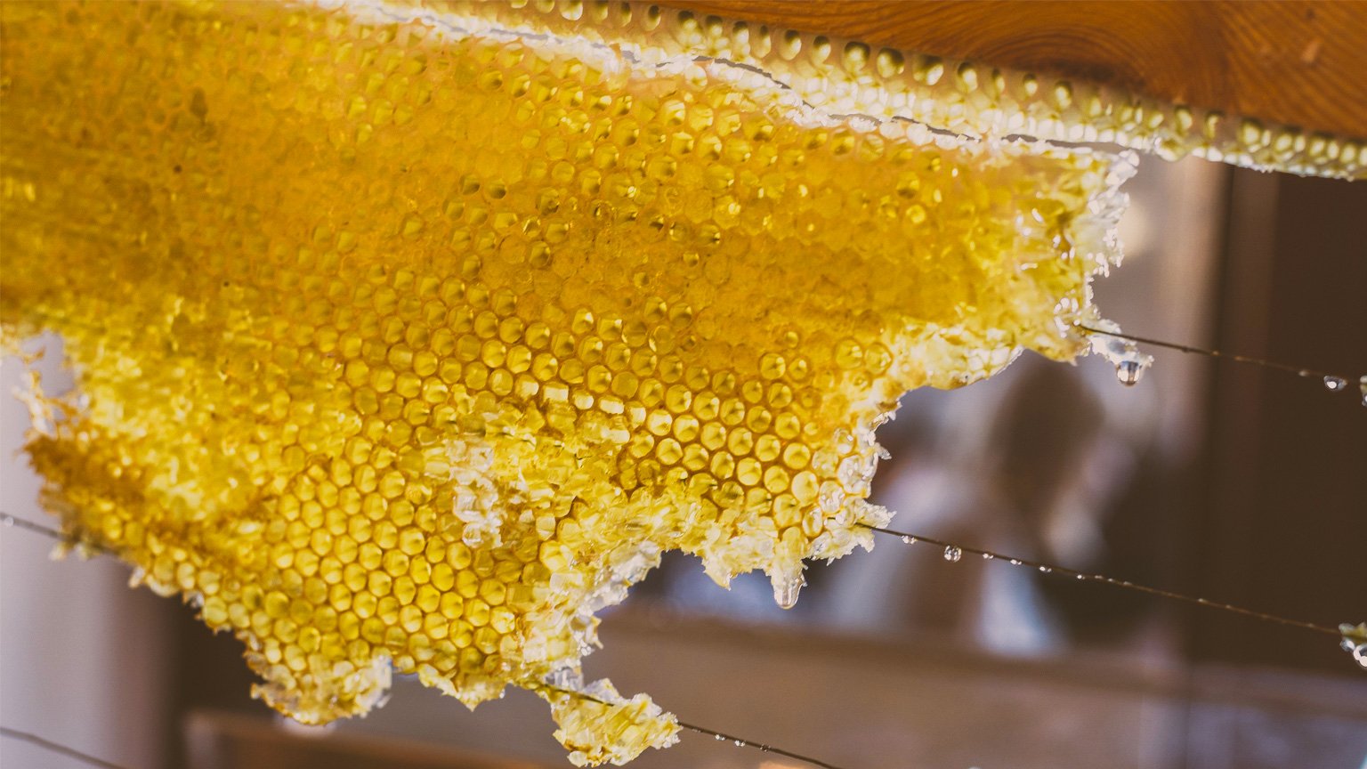 The World of Food: Honey