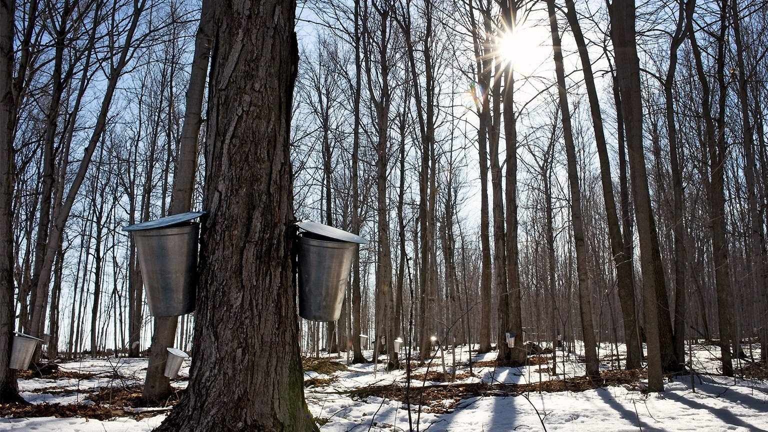 Maple syrup harvesting