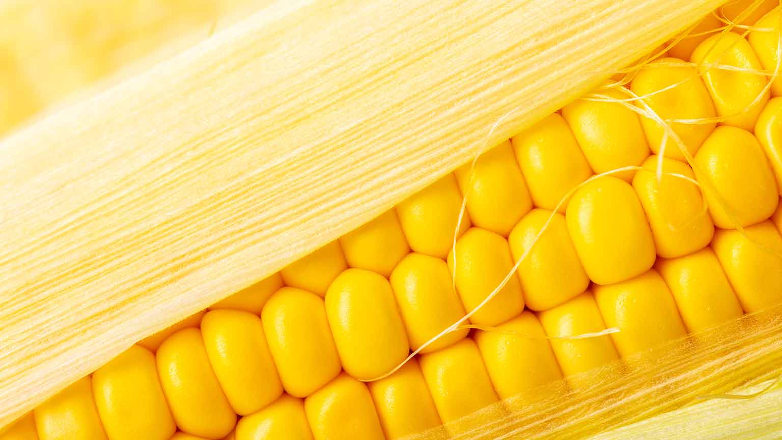 Ear of corn 