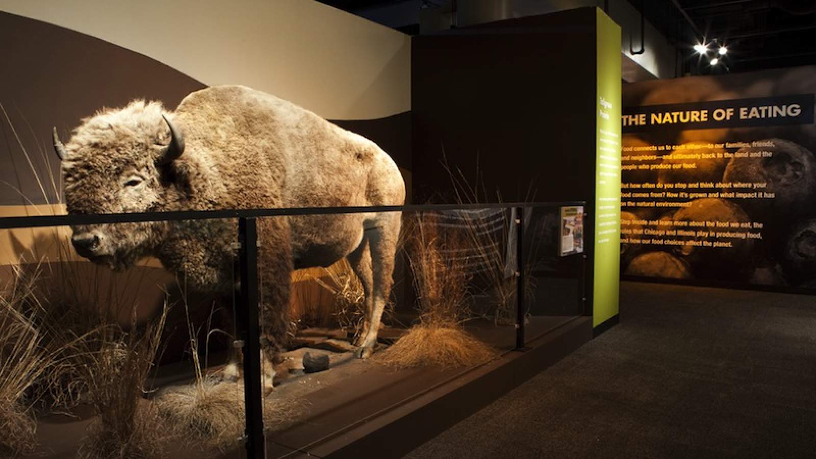 Bison at "Food: The Nature of Eating"