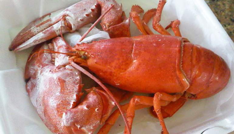 Petite Lobster "BLT"