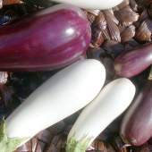 Caspian Eggplant