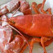Petite Lobster "BLT"