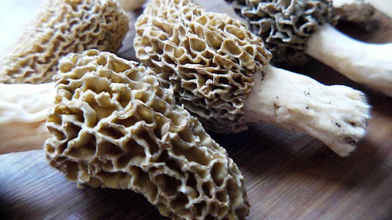 Carpaccio di Kona ai funghi selvaggi e chiacchere salate