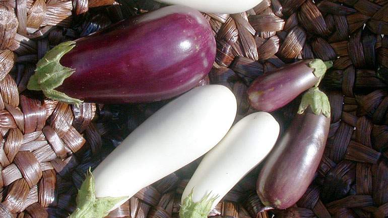Caspian Eggplant