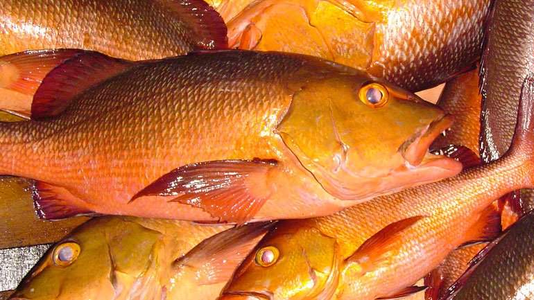 Thai Red Snapper